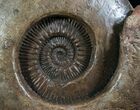 Huge Hammatoceras Ammonite From France #7995-2
